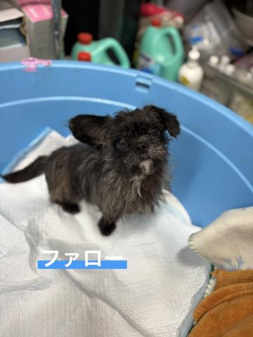 MIX(小型) ファロー